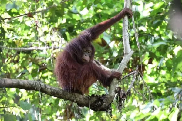 orangutan