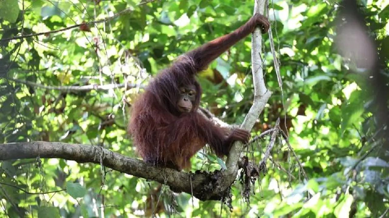 orangutan