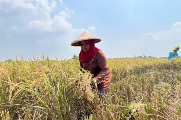 Akses Mudah Pupuk Subsidi Wujudkan Harapan Petani Padi