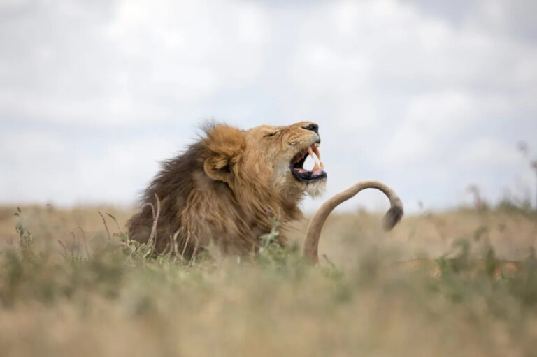 Ilmuwan Temukan Spesies Baru Singa dengan Bantuan AI