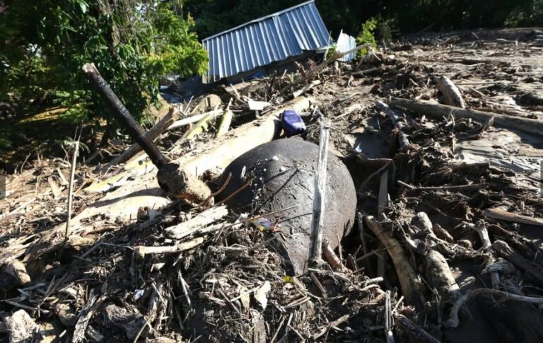 Gajah Terjebak Banjir di Aceh, Habitatnya Terancam Alih Fungsi Lahan
