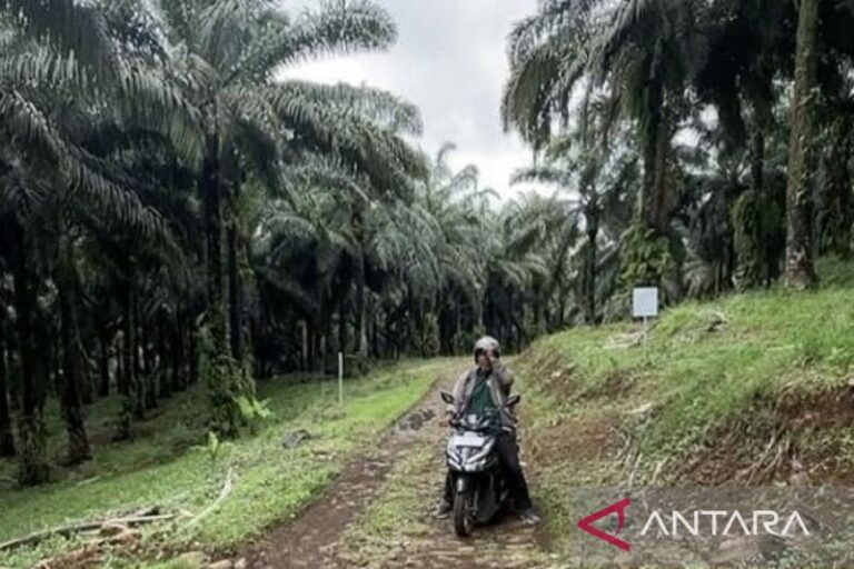 Apkasindo Dorong KDM Lakukan Dialog tentang Larangan Sawit di Jabar