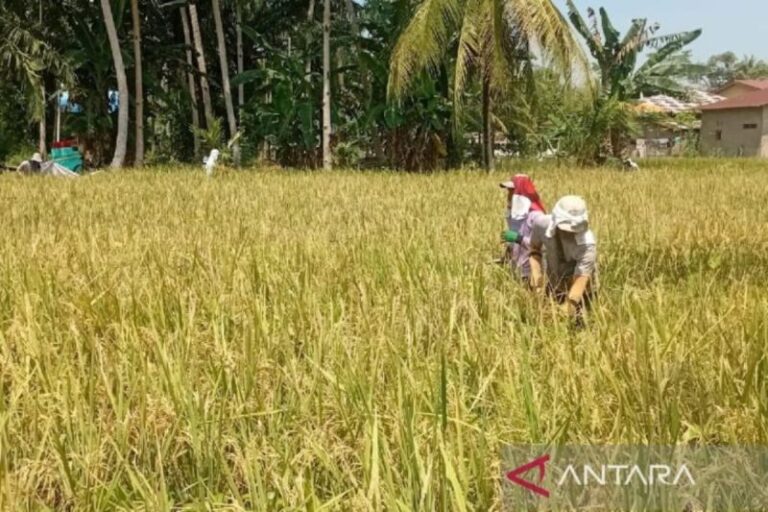 Bulog Sumut Mobilisasi Tim Serap Gabah Petani Saat Lebaran 2026
